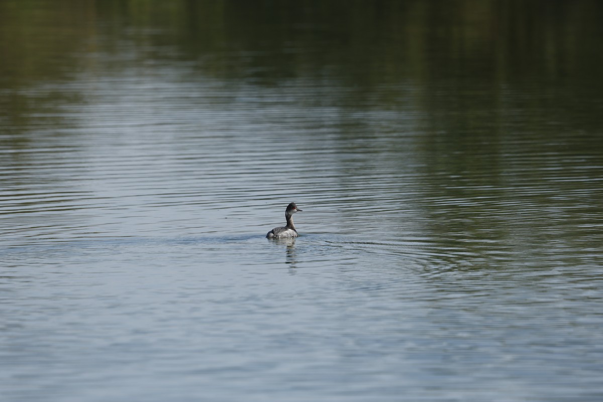 Grèbe à cou noir - ML646098240