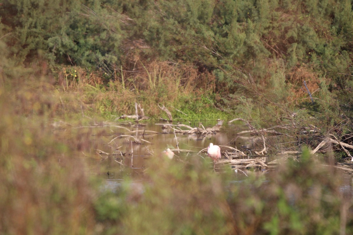 Косар рожевий - ML646098241