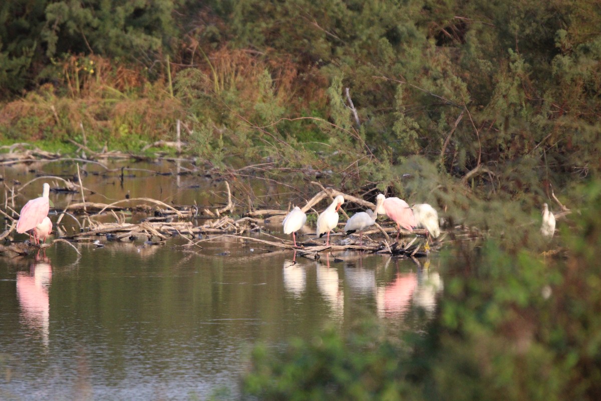 Косар рожевий - ML646098242