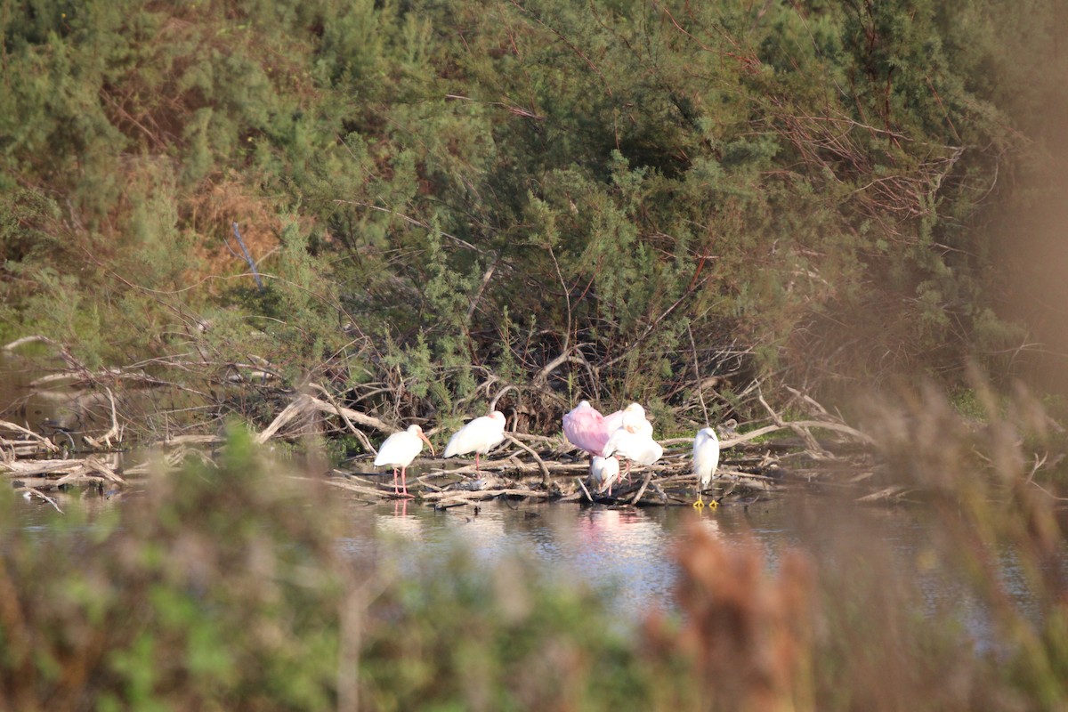 Косар рожевий - ML646098243