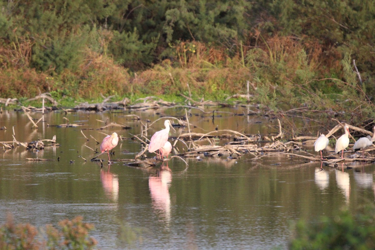 Косар рожевий - ML646098244