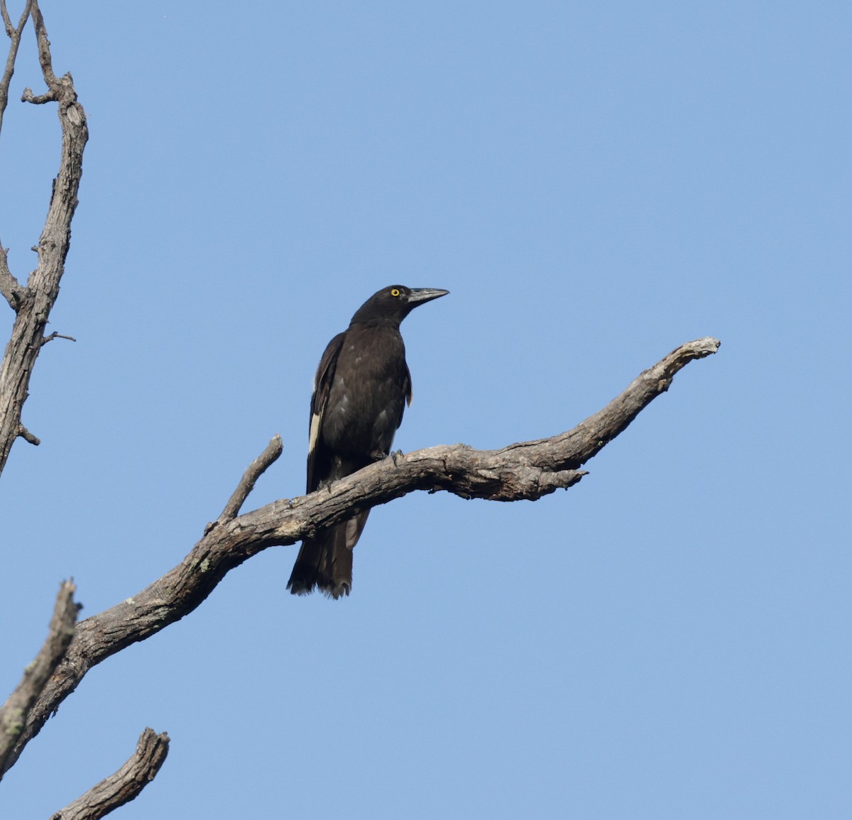 Pied Currawong - ML646098249