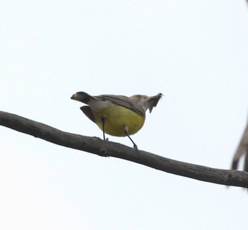 White-throated Gerygone - ML646098253