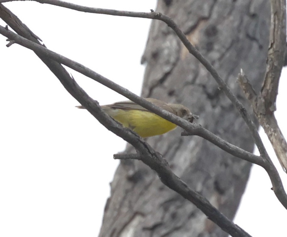 White-throated Gerygone - ML646098254