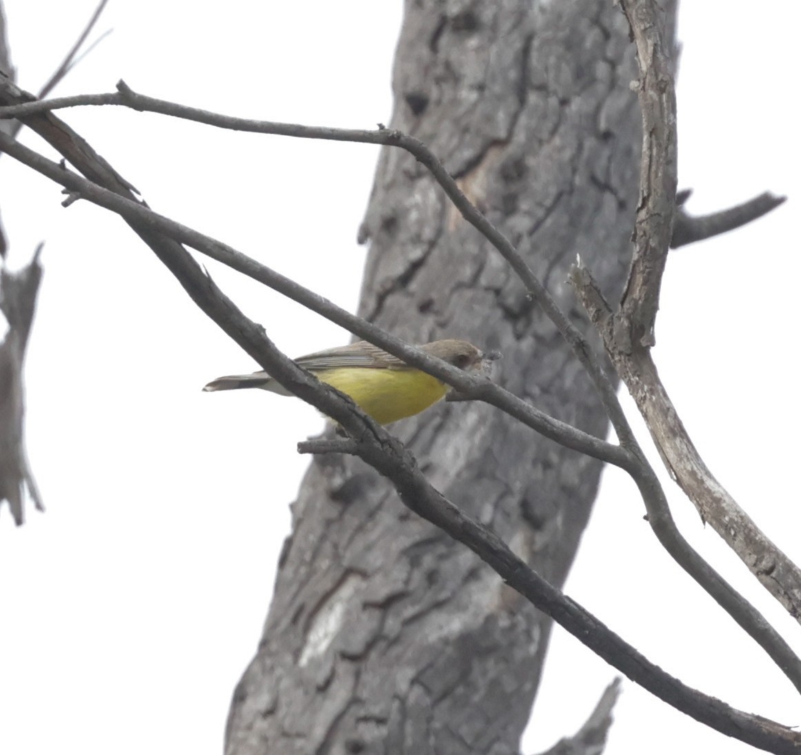 White-throated Gerygone - ML646098255