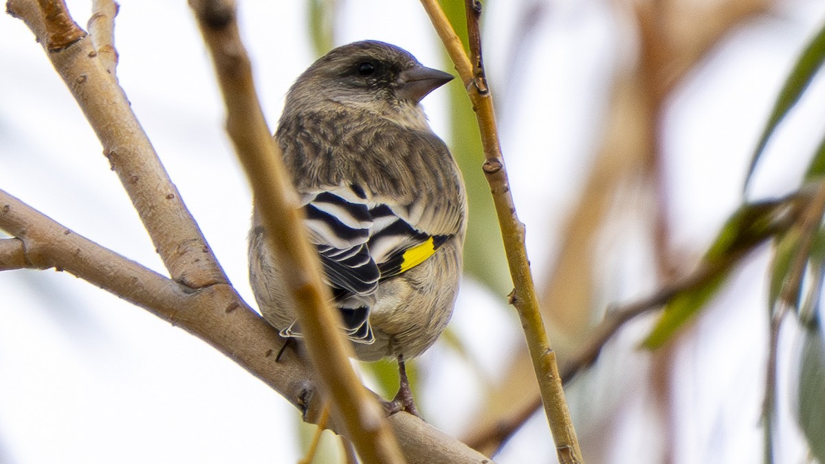 zvonek černohlavý - ML646098261