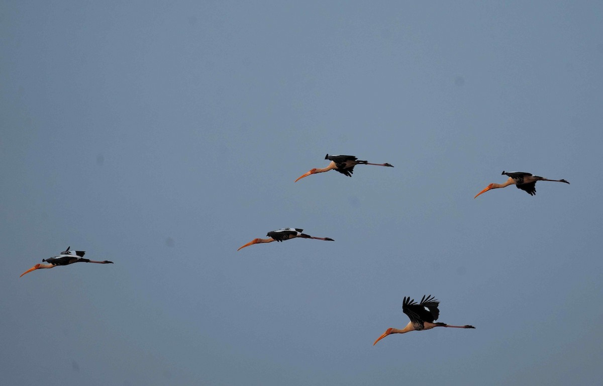 Painted Stork - ML646098270