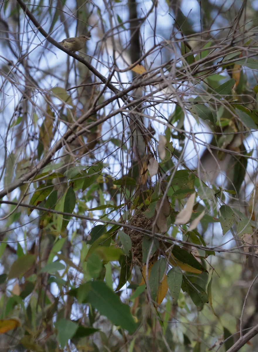 Weebill - ML646098272