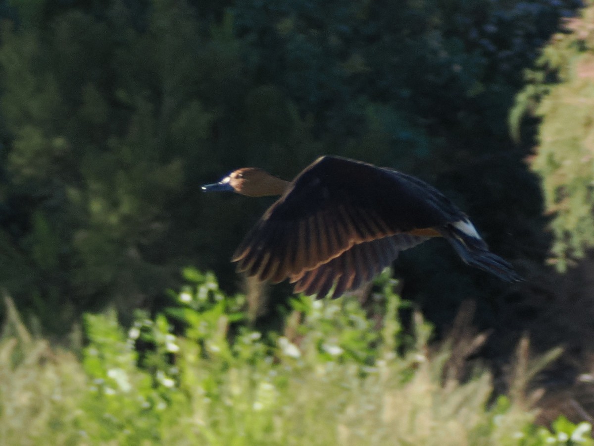 Fulvous Whistling-Duck - ML646098277