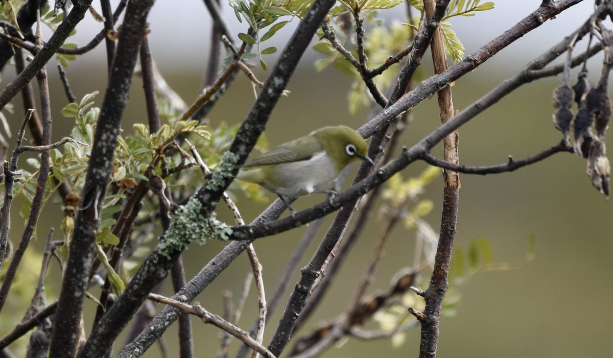 Окулярник японський - ML646098279