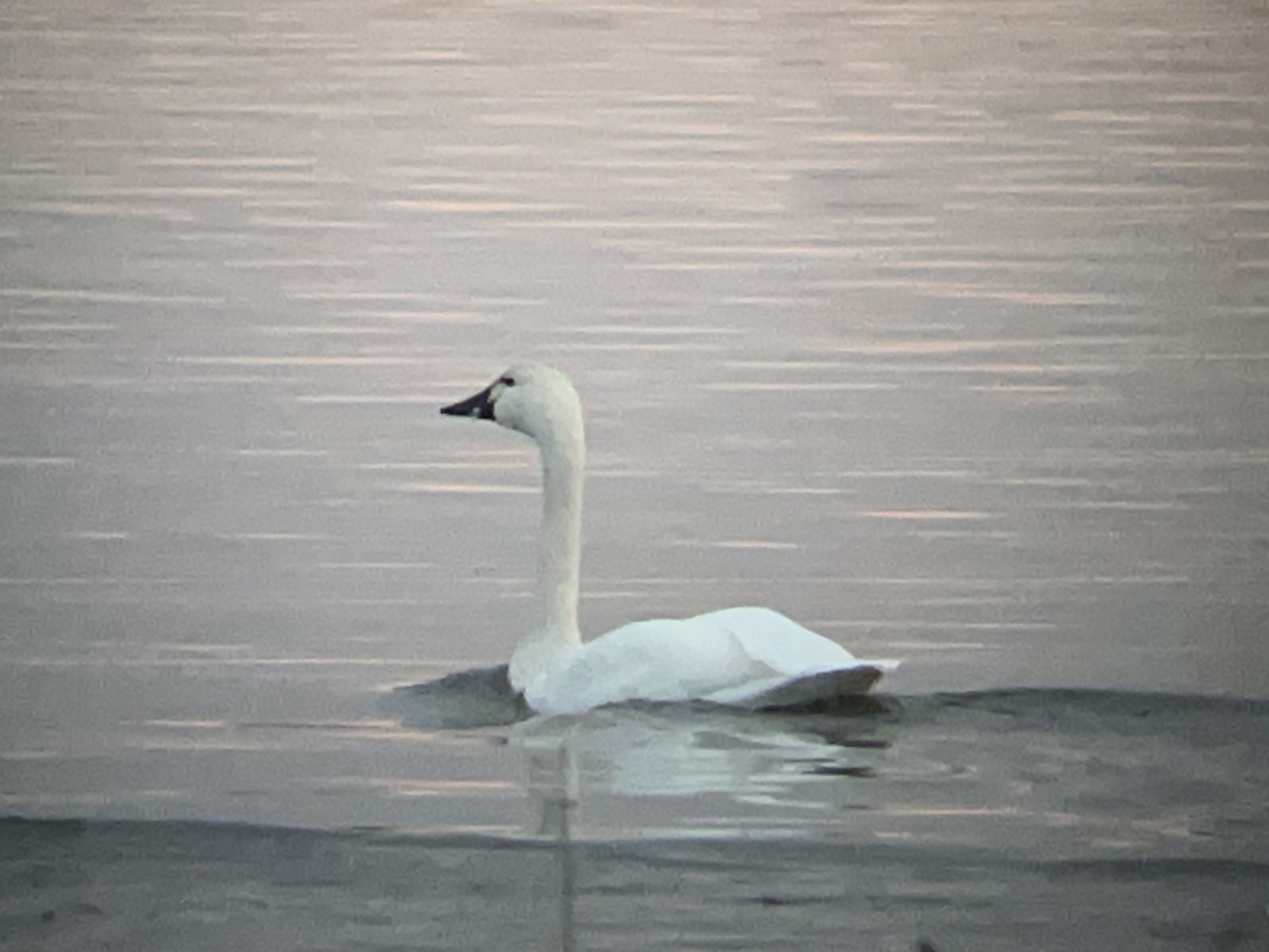 Tundra Swan (Whistling) - ML646098291