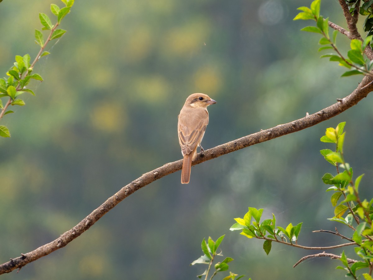 Antzandobi isabeldarra - ML646098296