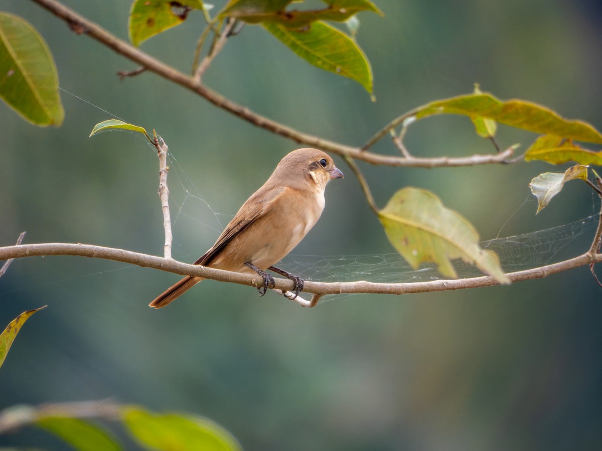 Antzandobi isabeldarra - ML646098297