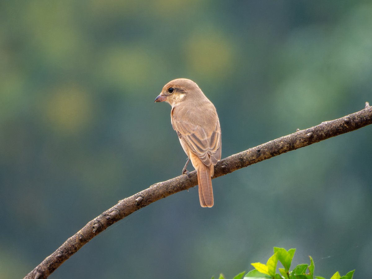 Antzandobi isabeldarra - ML646098298