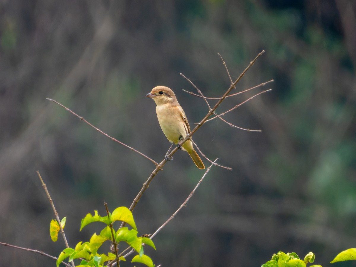 Antzandobi isabeldarra - ML646098299