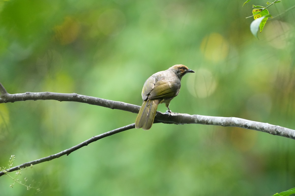 Straw-headed Bulbul - ML646098303
