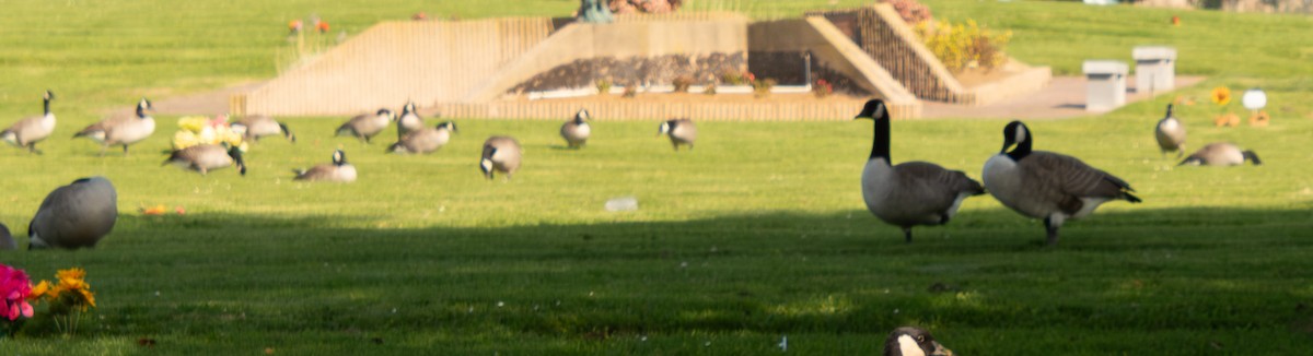 Canada Goose - ML646098307