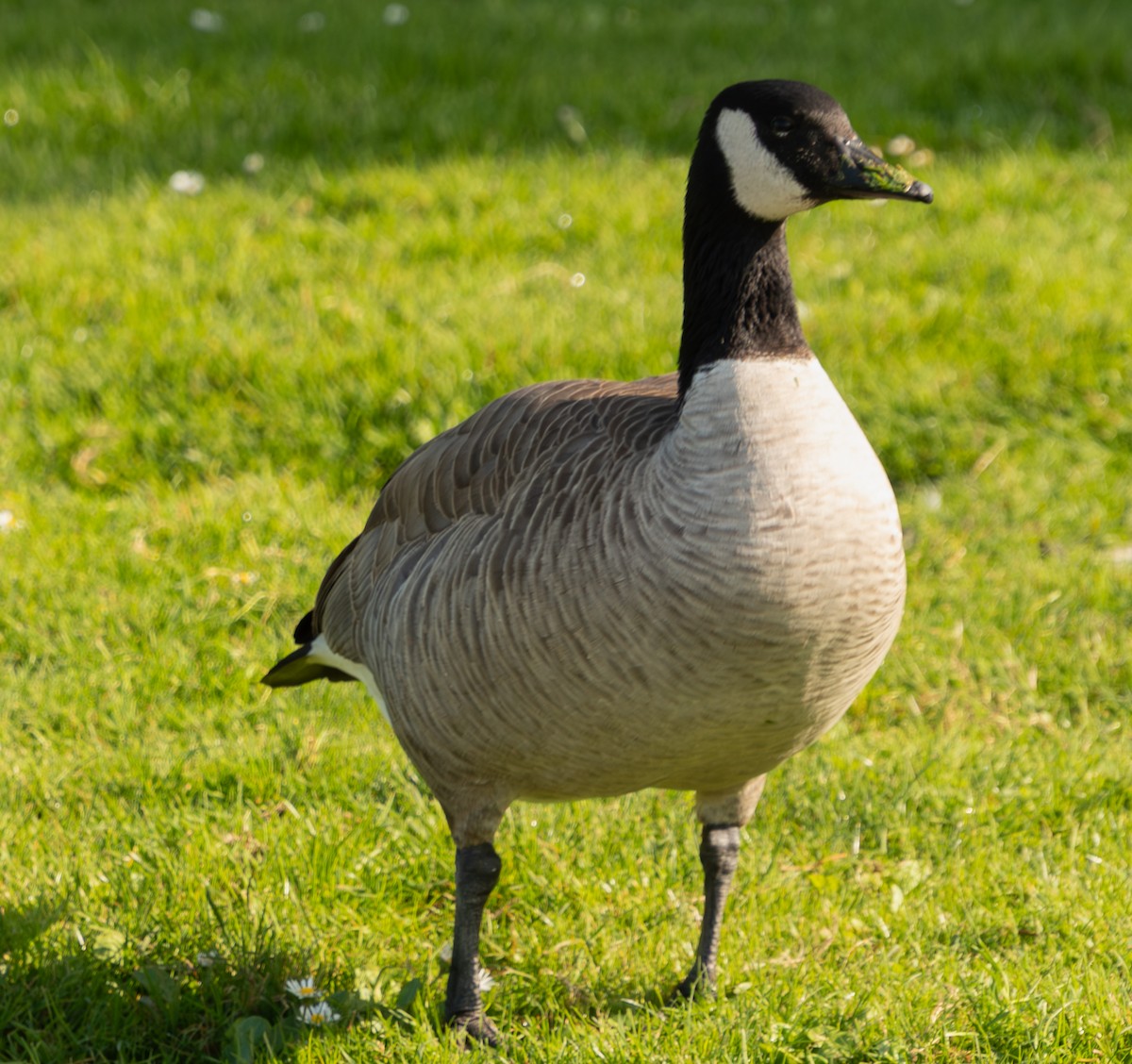 Canada Goose - ML646098311