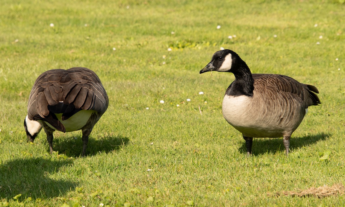 Canada Goose - ML646098312