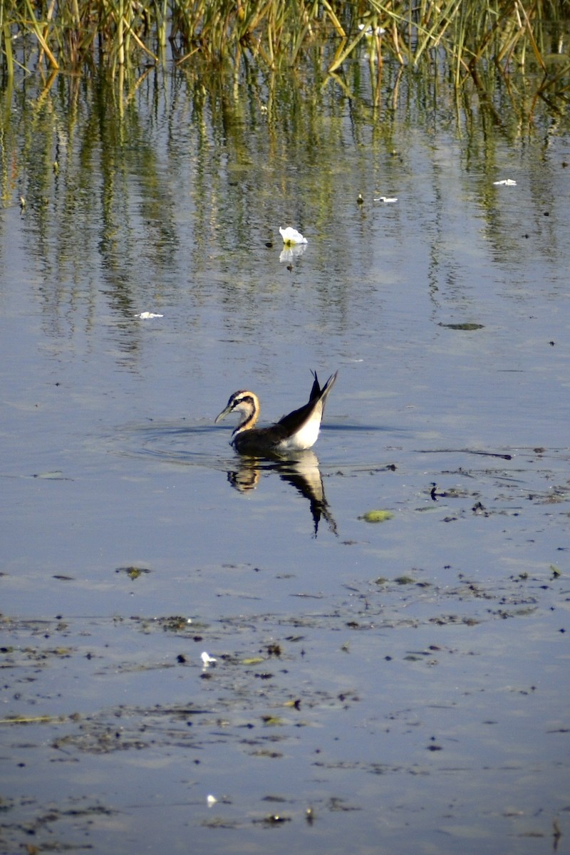 fasanbladhøne - ML646098315