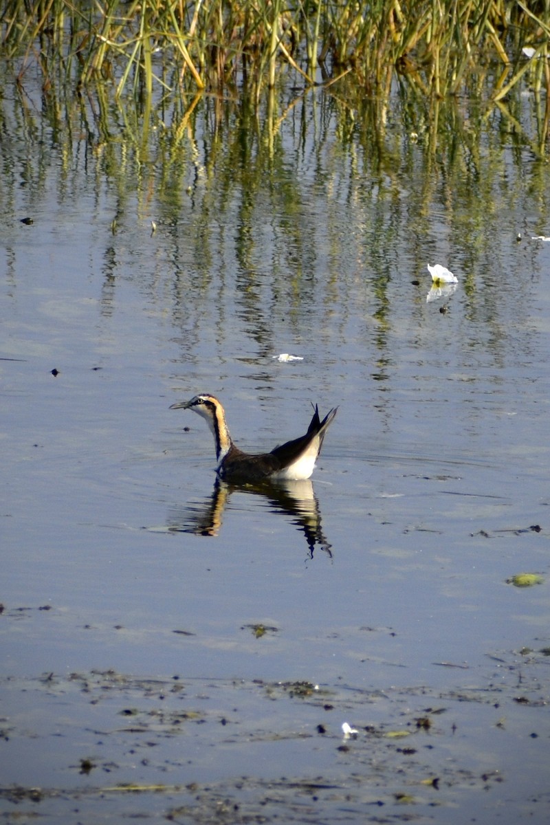 fasanbladhøne - ML646098316