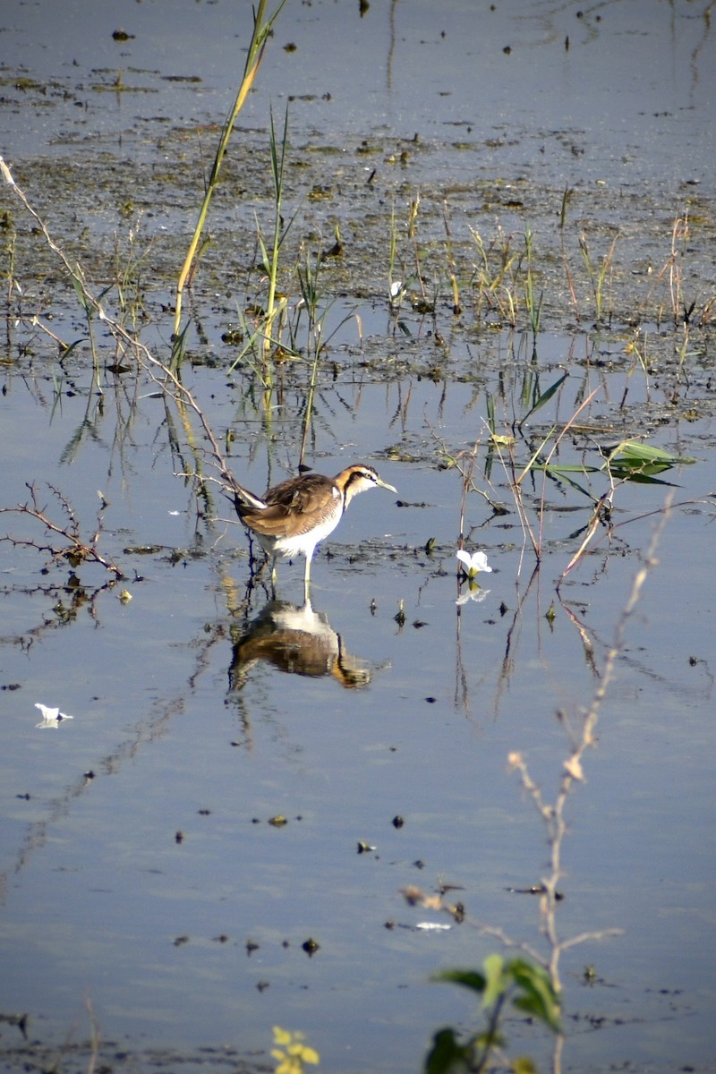 fasanbladhøne - ML646098317