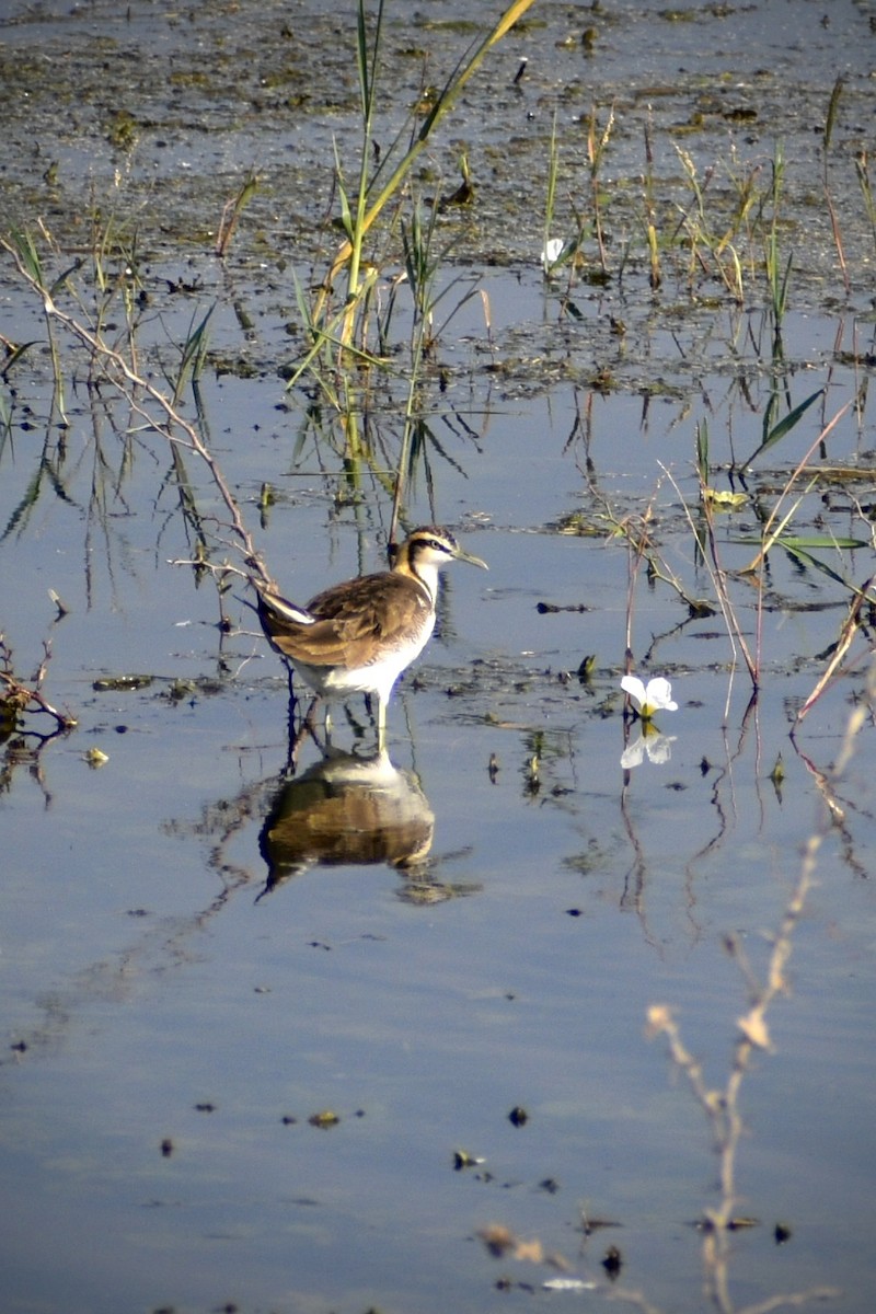 fasanbladhøne - ML646098318