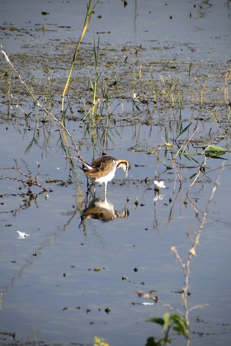 fasanbladhøne - ML646098319