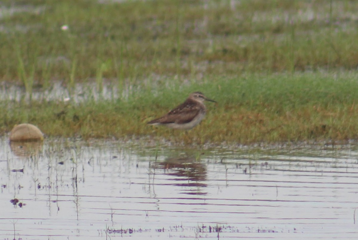 vodouš bahenní - ML646098322