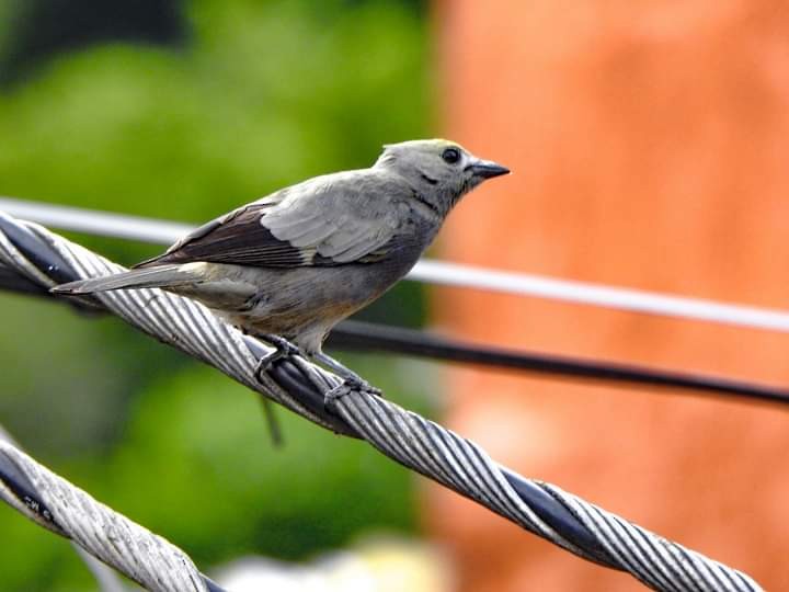 Palm Tanager - ML646098331