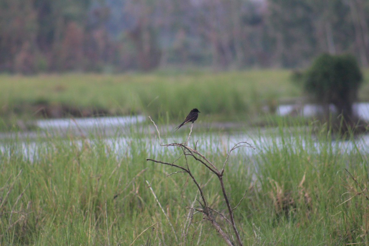 Black Drongo - ML646098333