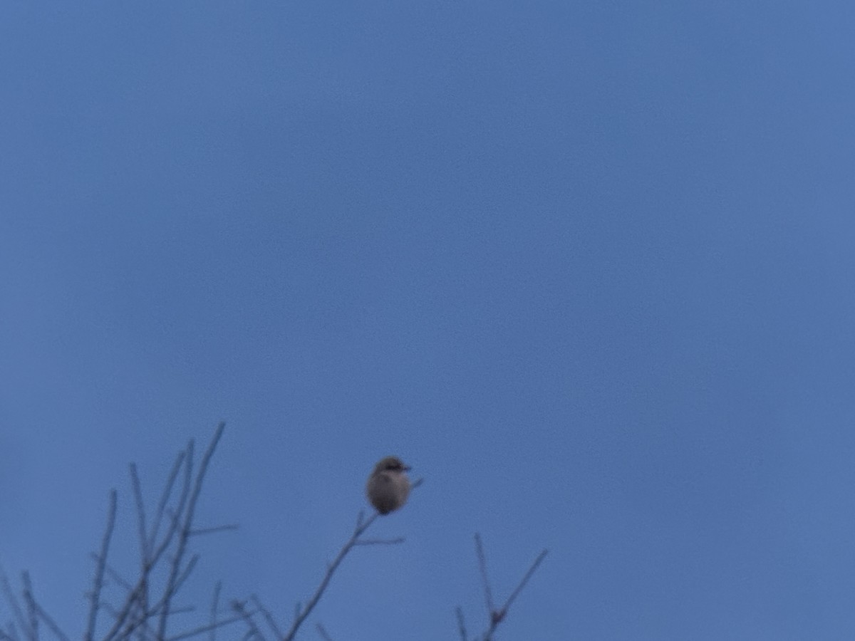 Northern Shrike - ML646098400