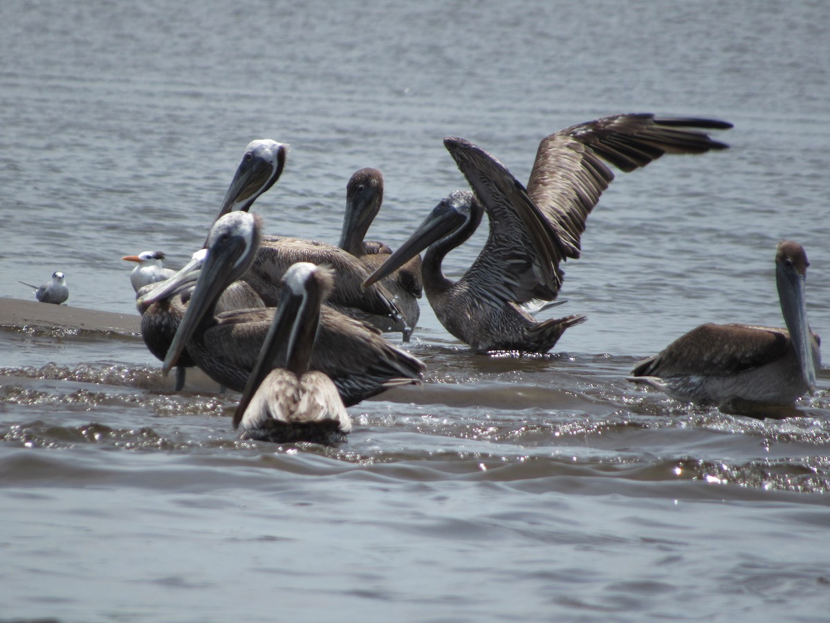 Brown Pelican - ML64609841