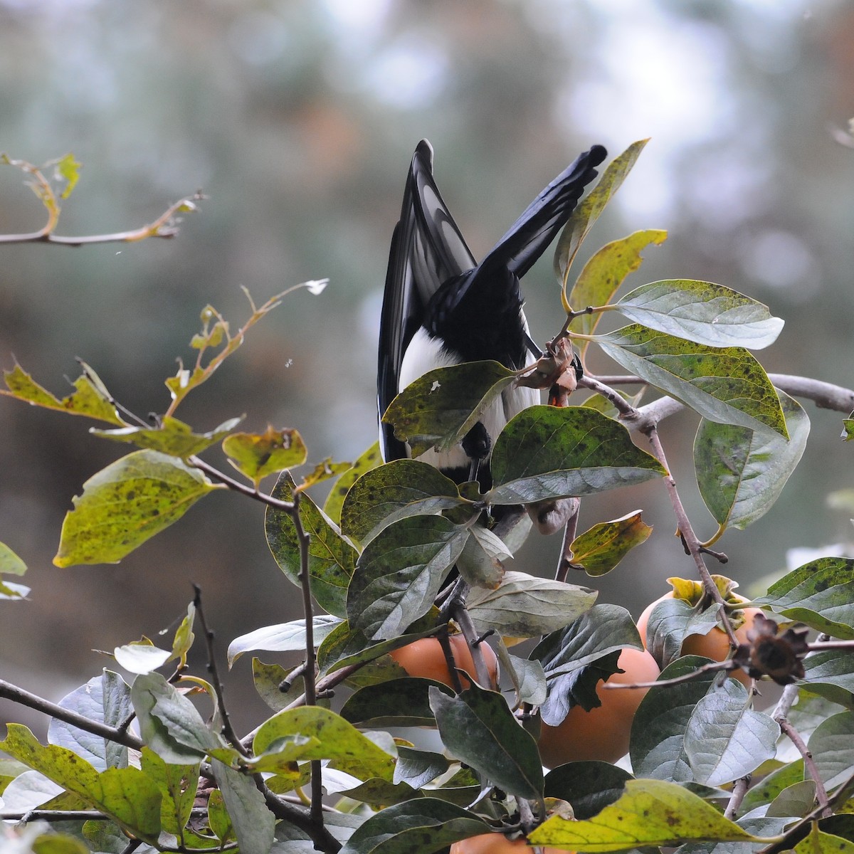 Дорнын шаазгай - ML646098412