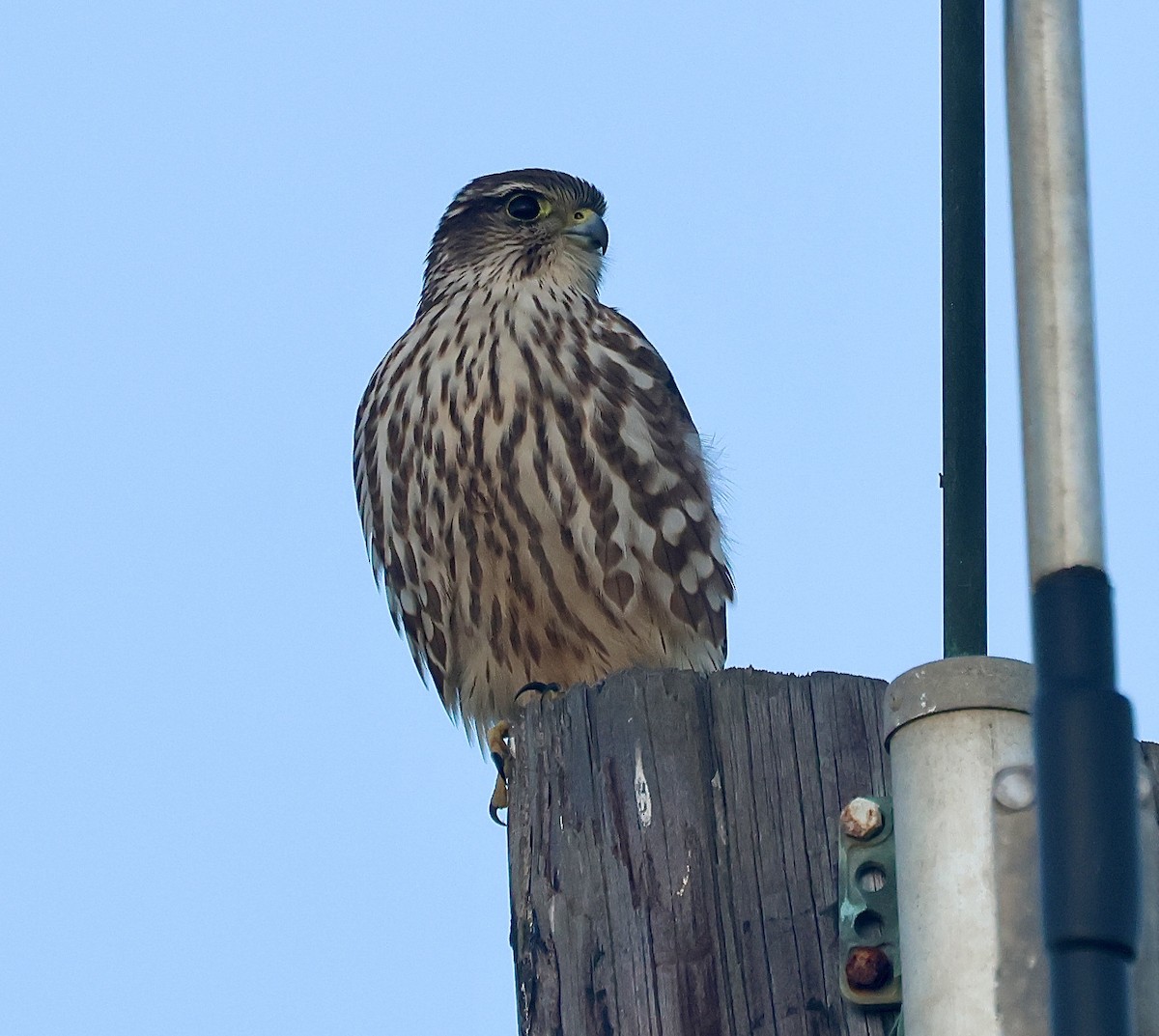 Merlin - ML646098413