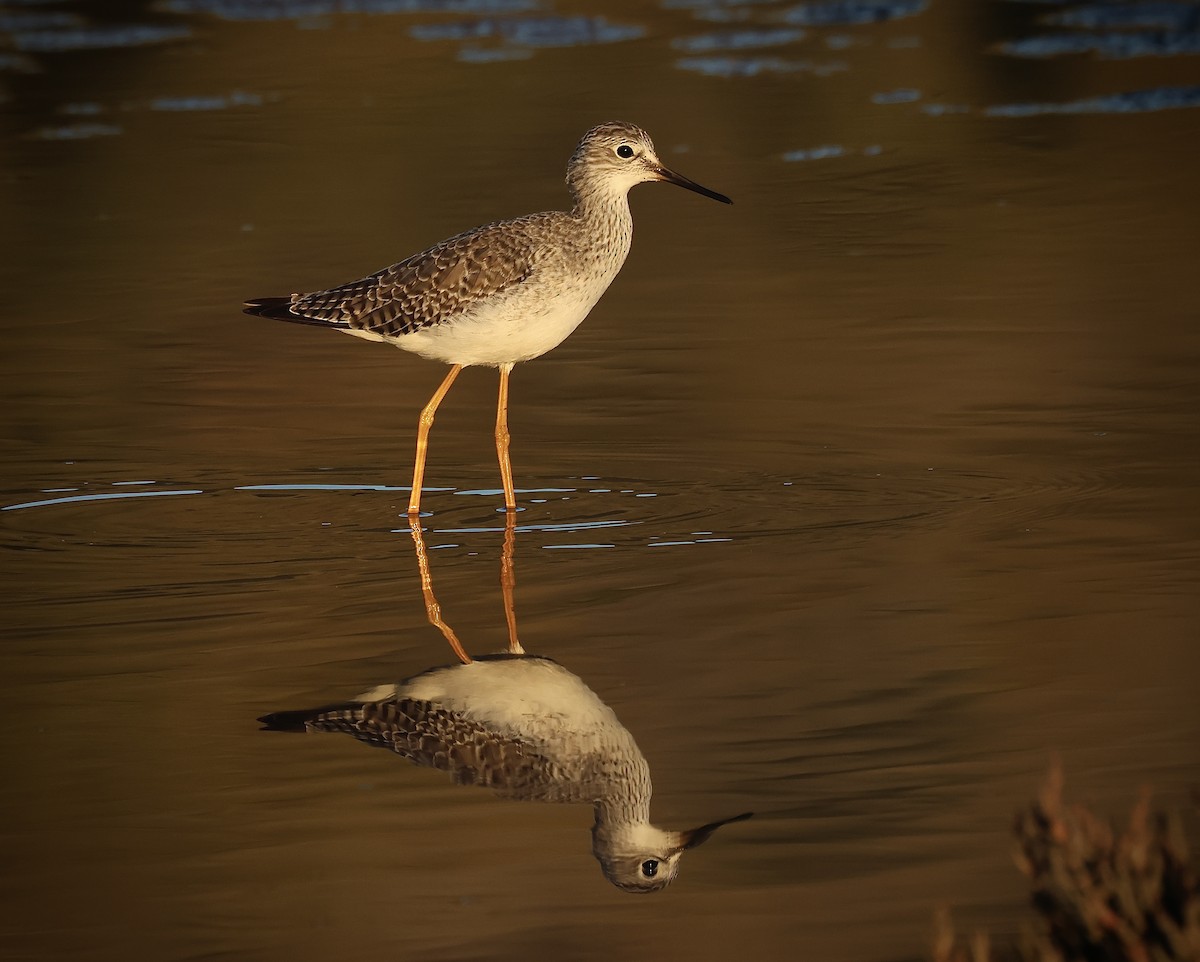 Lesser Yellowlegs - ML646098420