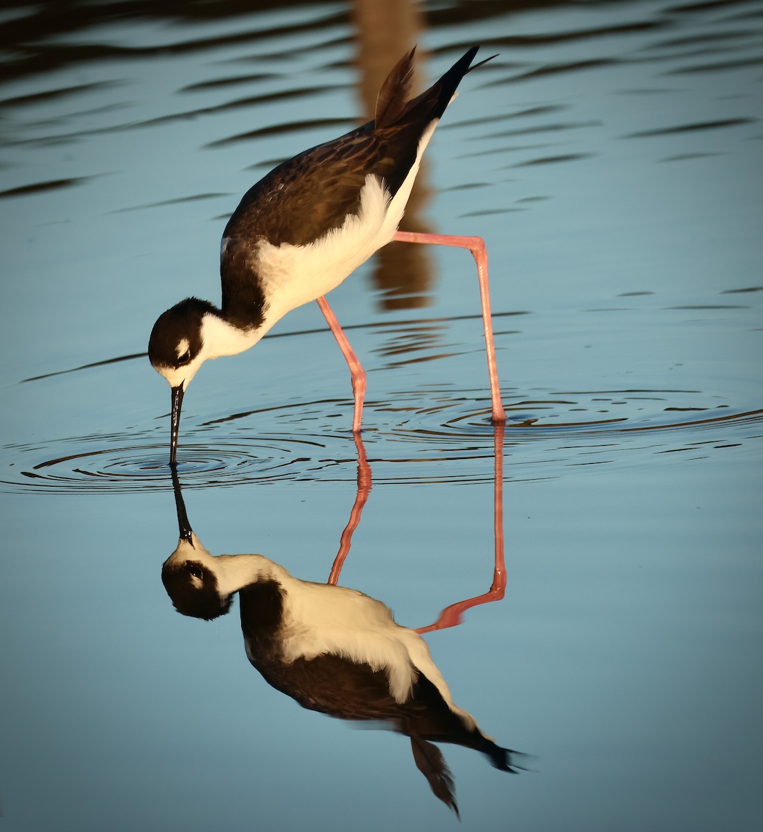 Black-necked Stilt - ML646098425