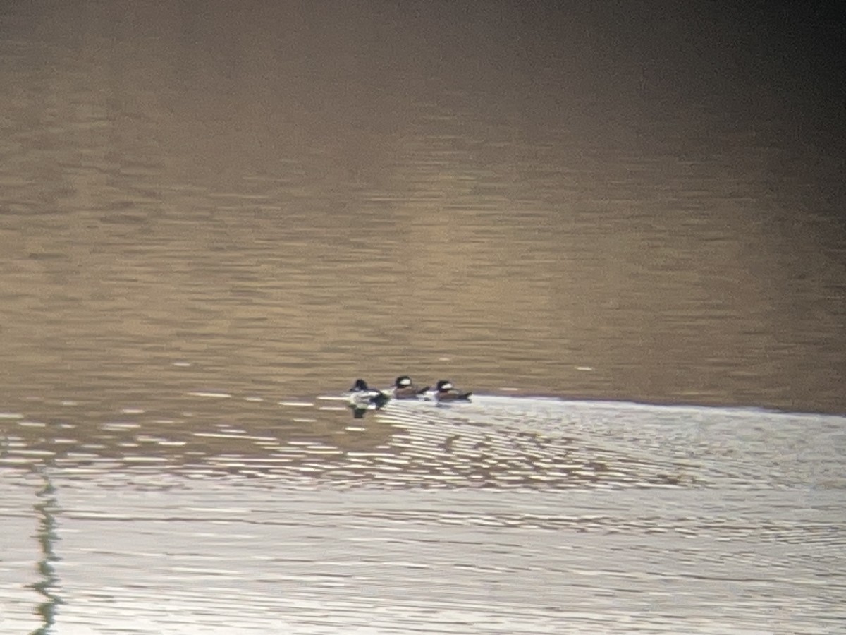 Hooded Merganser - ML646098435