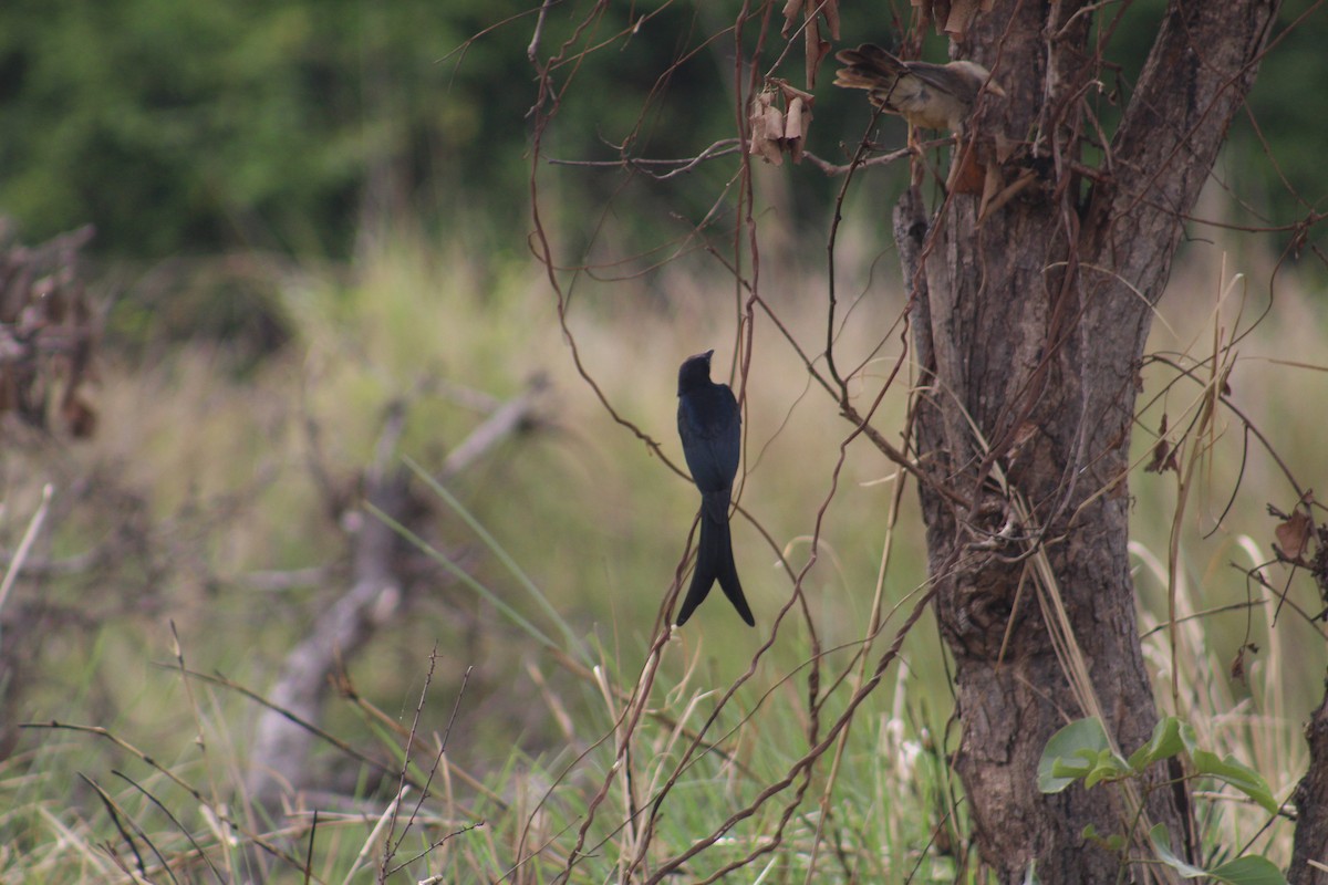 Black Drongo - ML646098443
