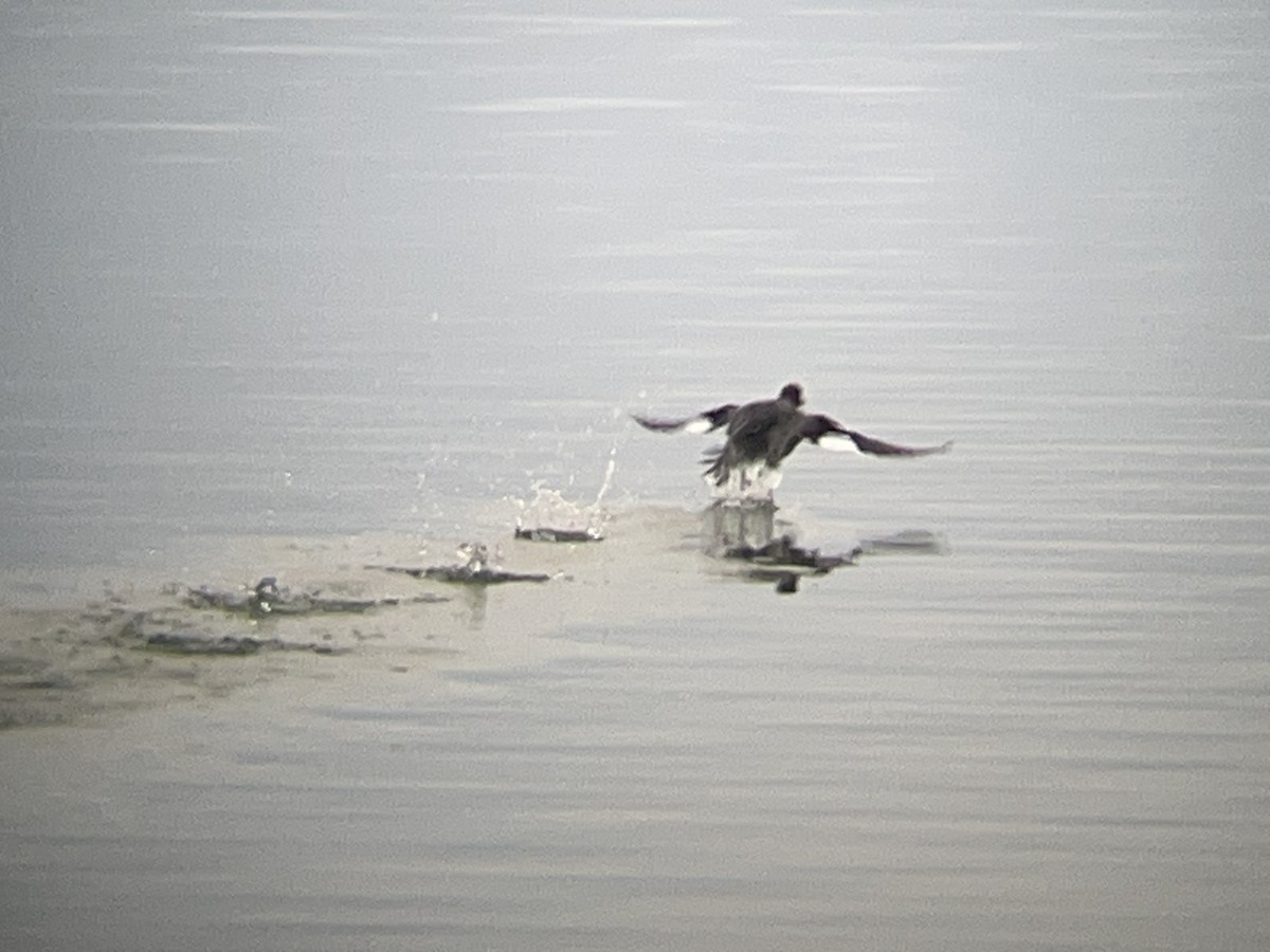 Common Goldeneye - ML646098466