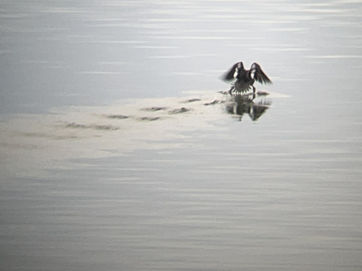 Common Goldeneye - ML646098467