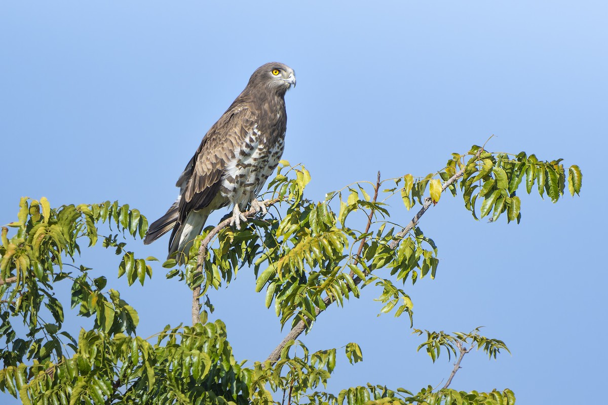 Short-toed Snake-Eagle - ML646098473