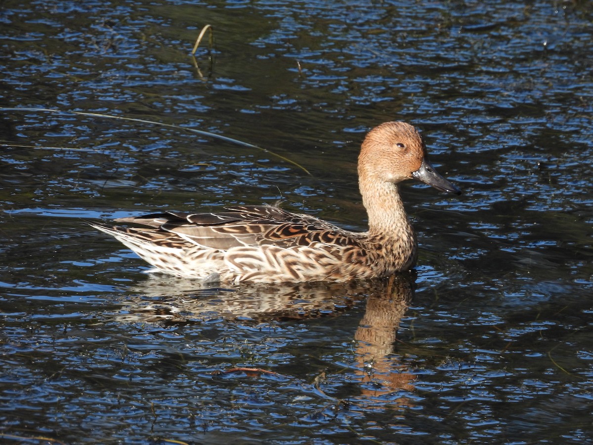 Northern Pintail - ML646098478