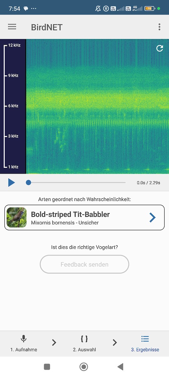 Bold-striped Tit-Babbler - ML646098479