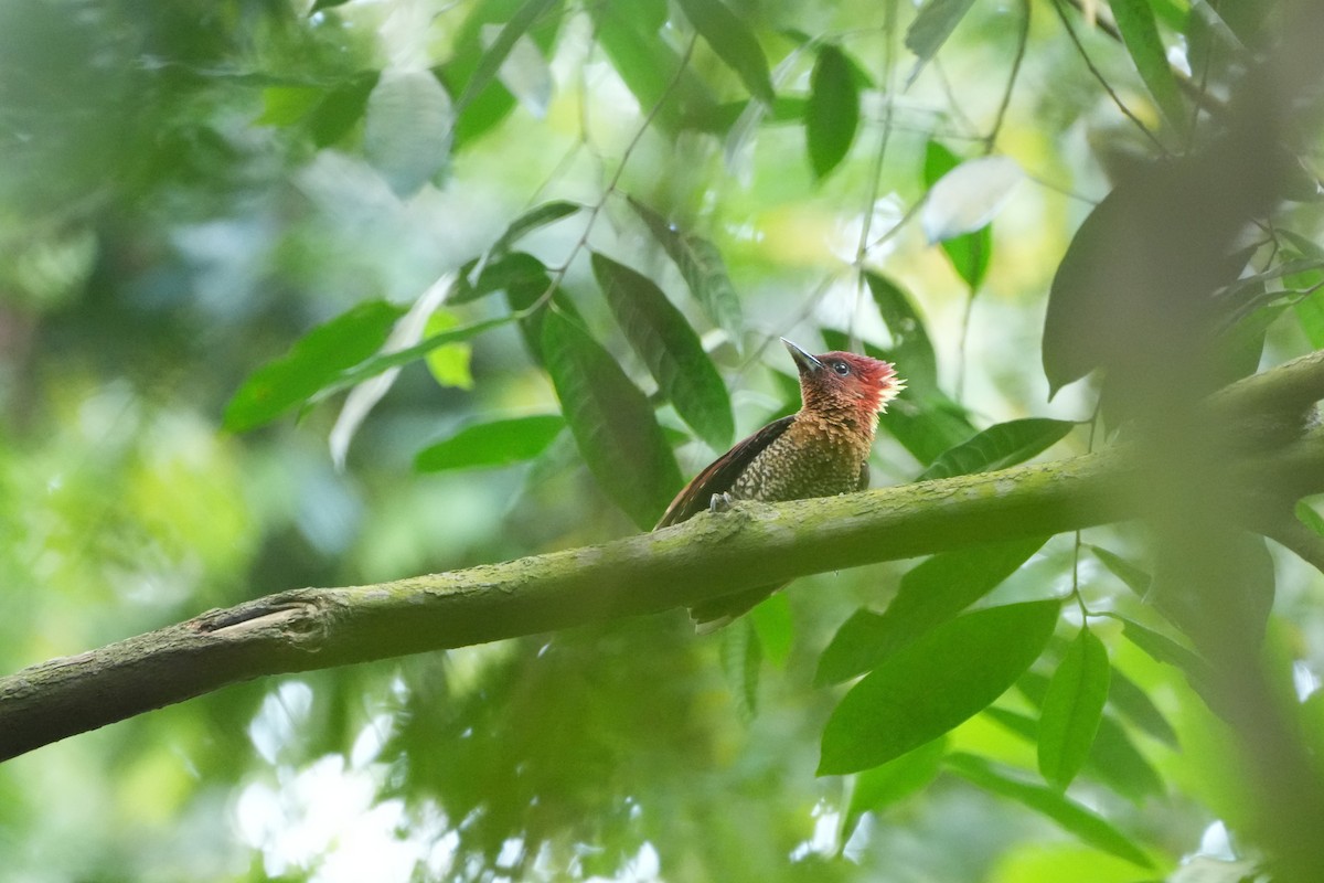 žluna suříková - ML646098480