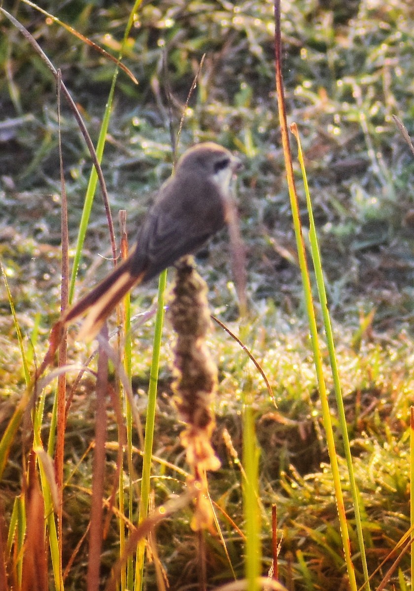 紅尾伯勞 - ML646098482