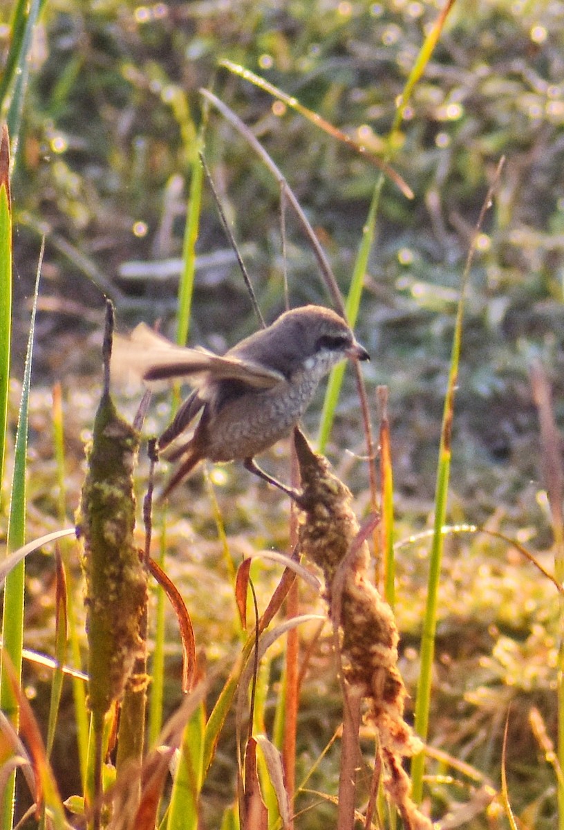 紅尾伯勞 - ML646098483
