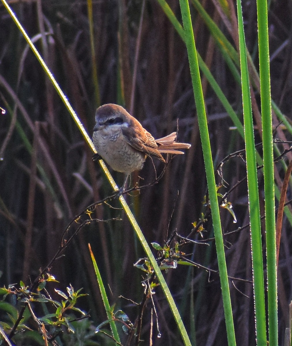 紅尾伯勞 - ML646098484