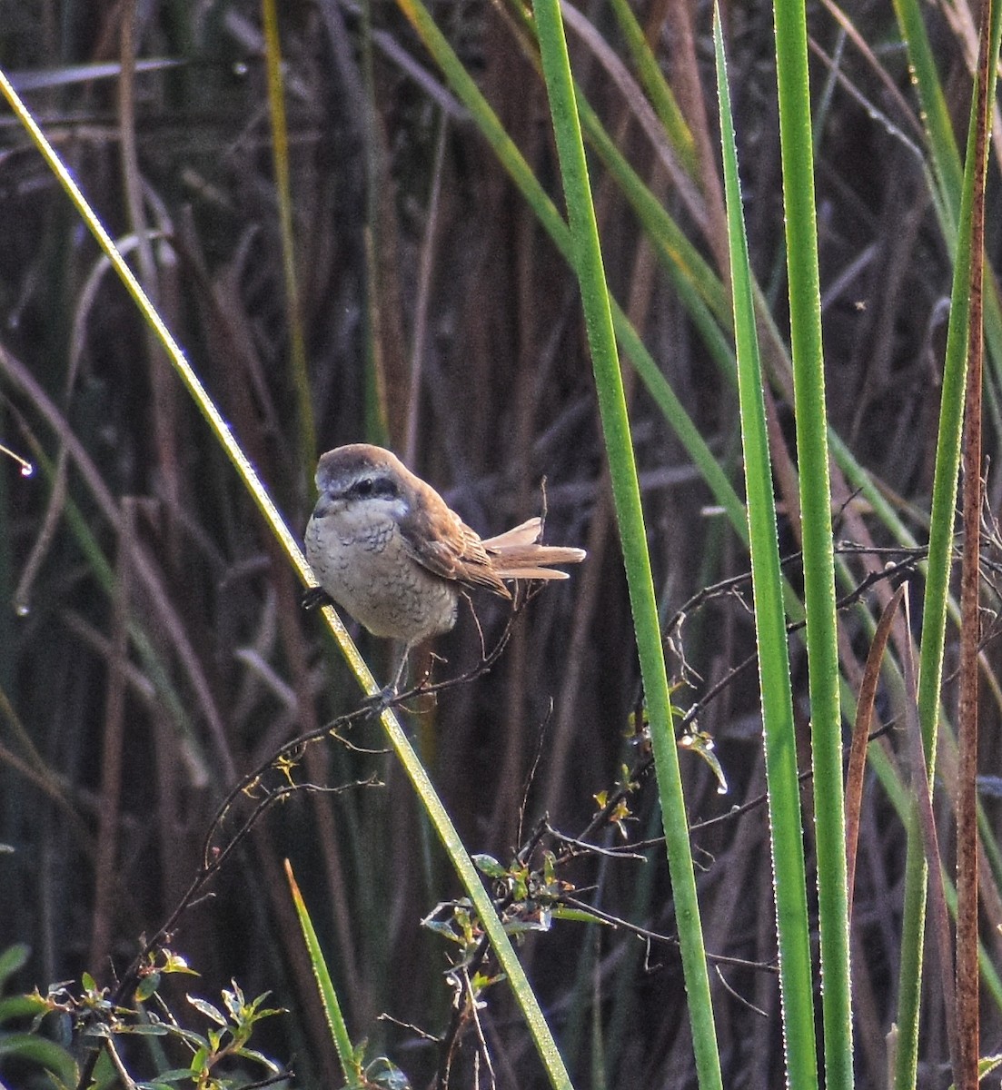 紅尾伯勞 - ML646098485