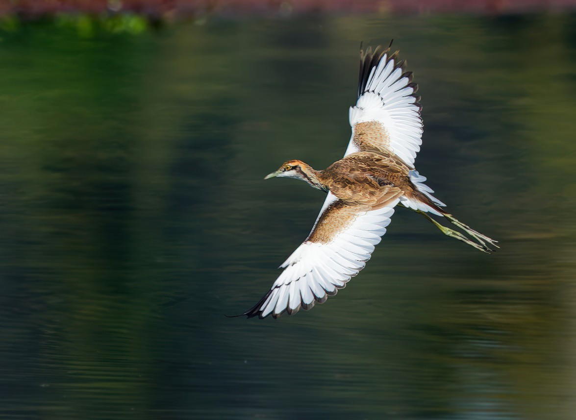 fasanbladhøne - ML646098487